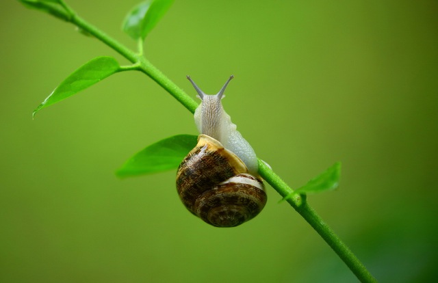 Schnecke